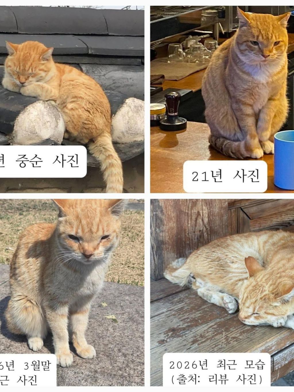 경주-마스코트였던-나단이-근황-1-이미지