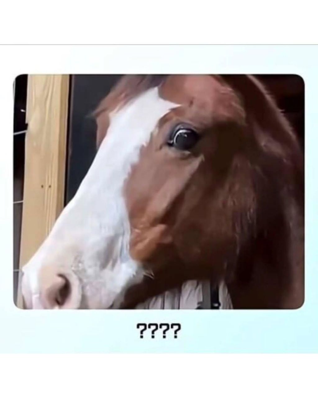 말이-얼룩말을-만나면-보이는-반응-2-이미지