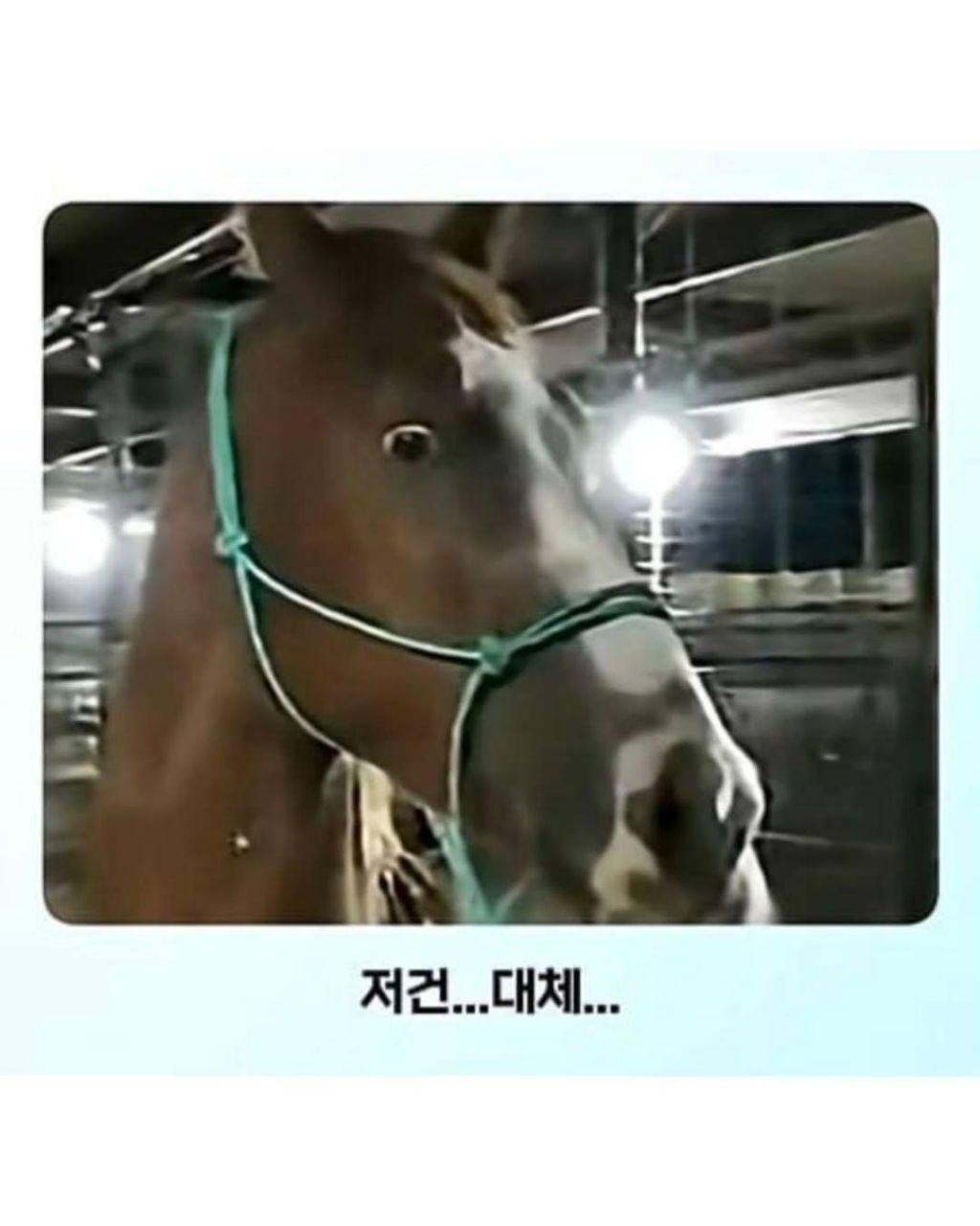 말이-얼룩말을-만나면-보이는-반응-5-이미지