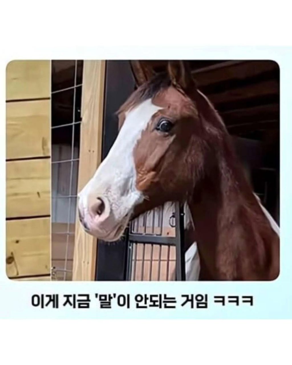 말이-얼룩말을-만나면-보이는-반응-7-이미지