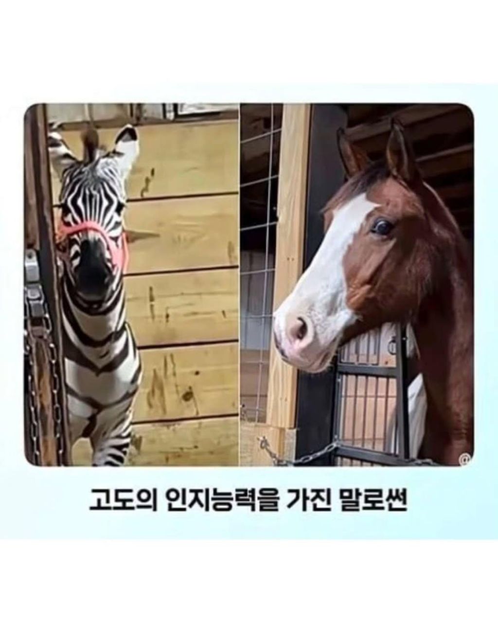 말이-얼룩말을-만나면-보이는-반응-6-이미지