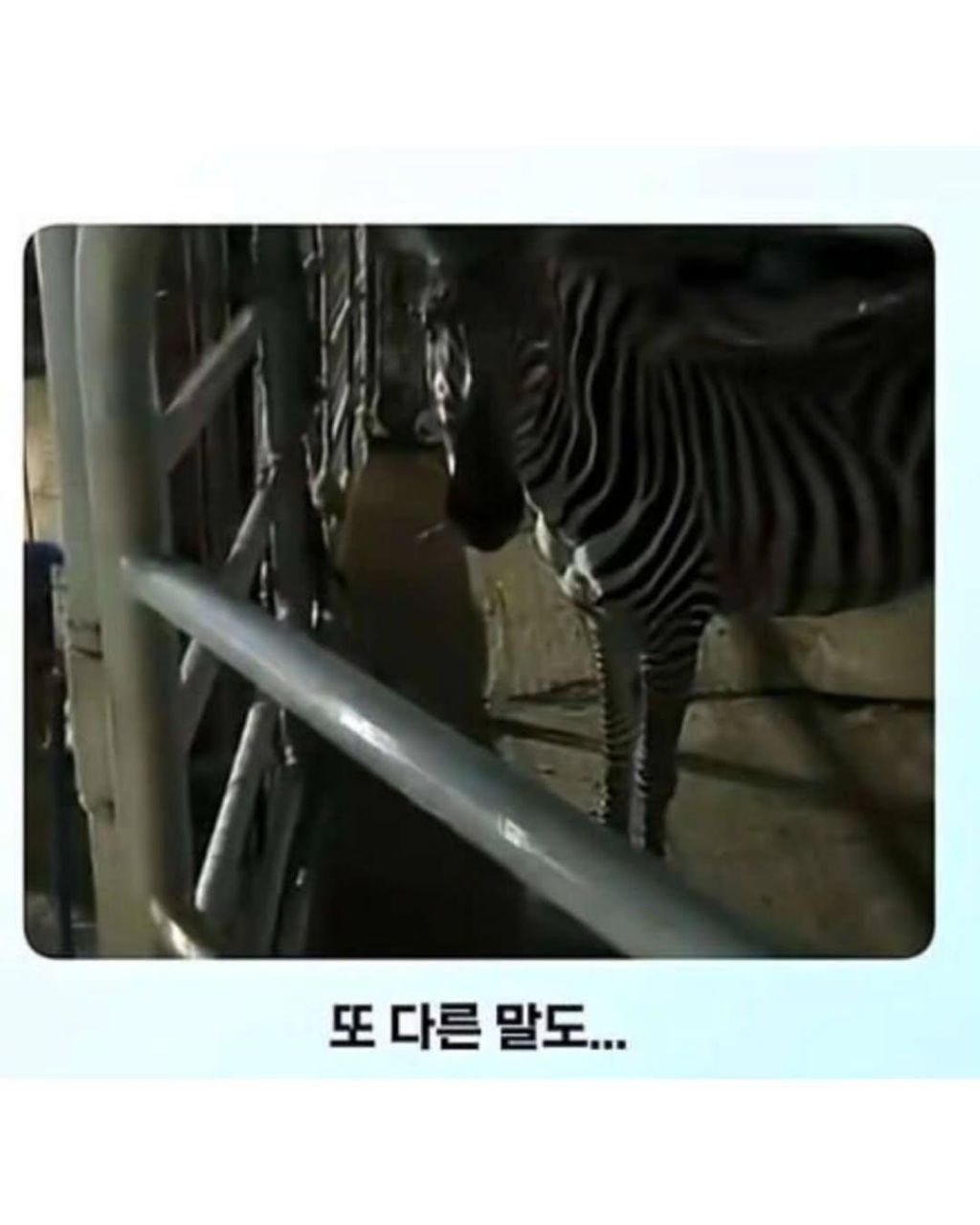 말이-얼룩말을-만나면-보이는-반응-3-이미지