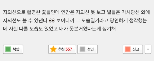인간은-못보고-벌은-볼수있다는-꽃의-모습-6-이미지