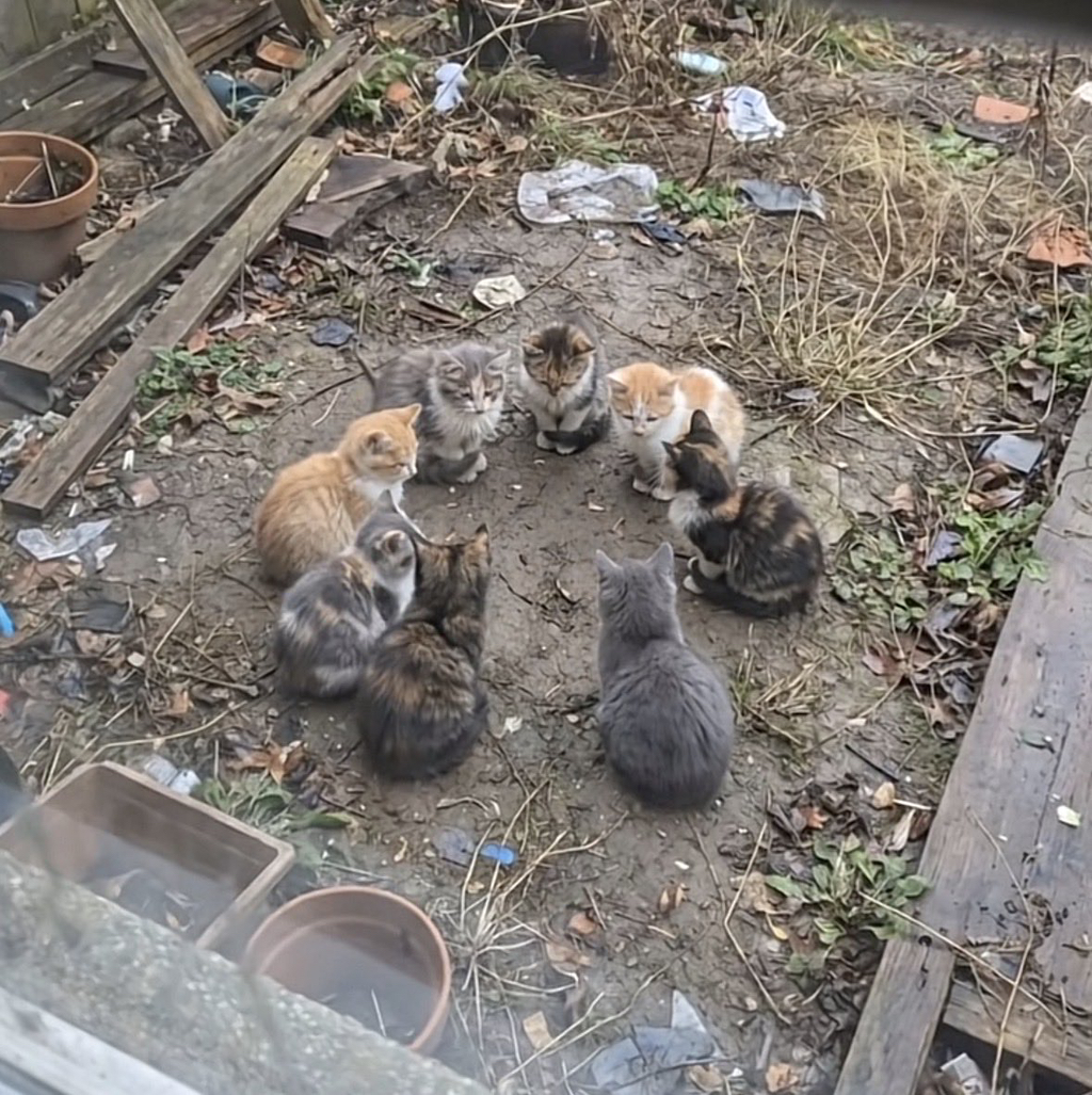 정보-공유중인-고양이들-0-이미지