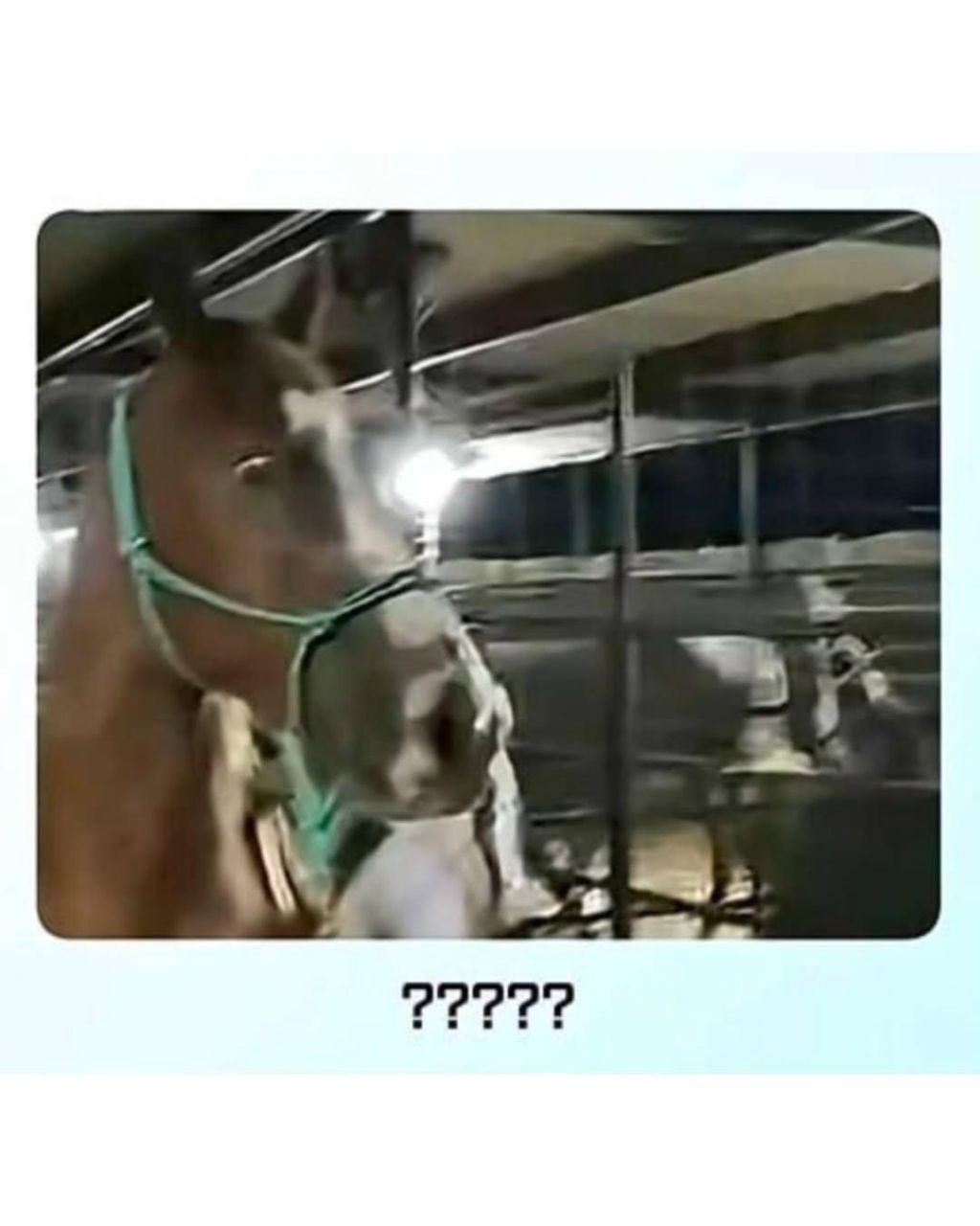 말이-얼룩말을-만나면-보이는-반응-4-이미지
