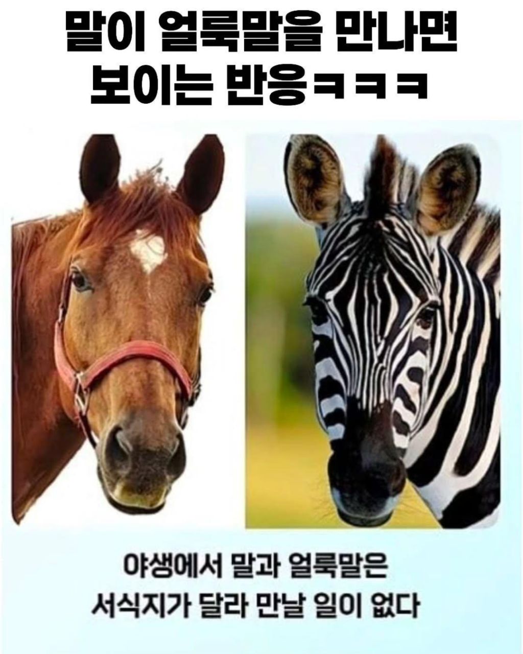말이-얼룩말을-만나면-보이는-반응-0-이미지