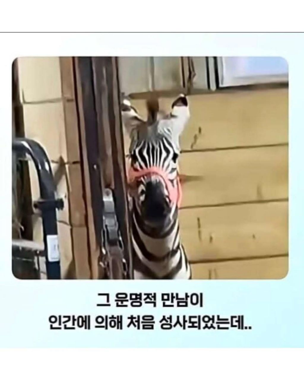 말이-얼룩말을-만나면-보이는-반응-1-이미지