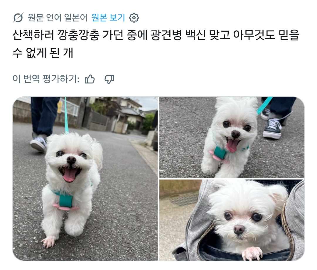 산책하러-나왔다가-주사-맞은-강아지-0-이미지