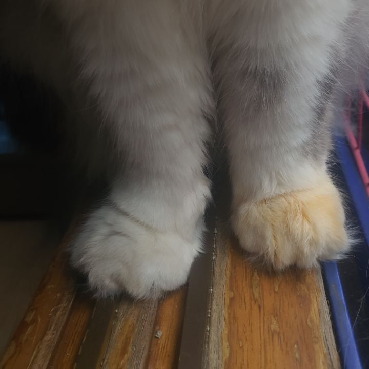 [고양이]-얘-김치찌개-먹은거-같은데-괜찮을까?-0-이미지