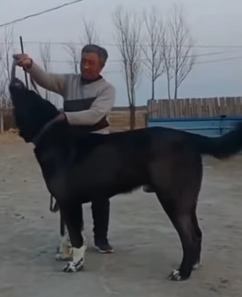 중국에서-키운-러시아-초대형-맹견의-피지컬-0-이미지