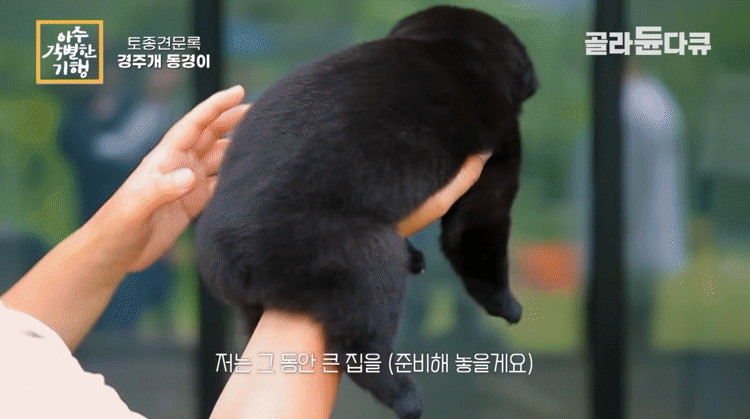 생후-한달-된-경주개-동경이.gif-6-이미지