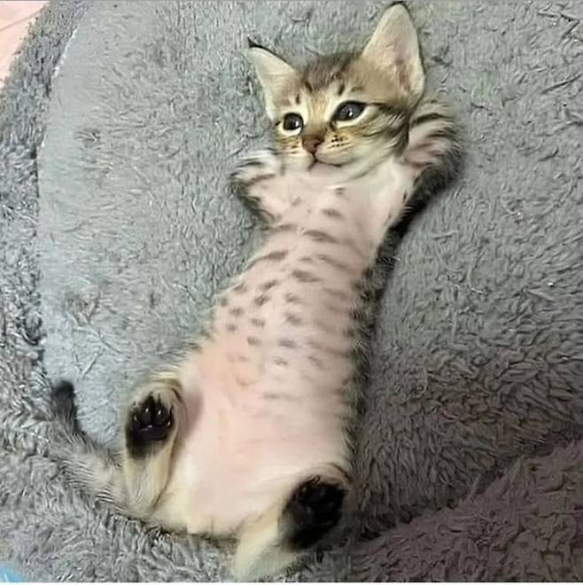 부모님댁에-맡긴-고양이-걱정돼-사진-좀-보내달라고-했더니...-1-이미지