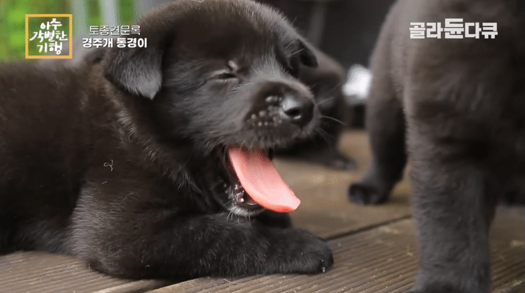생후-한달-된-경주개-동경이.gif-3-이미지