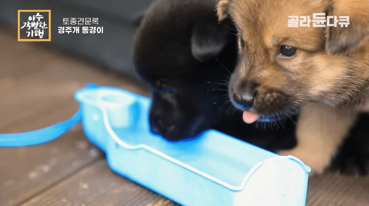 생후-한달-된-경주개-동경이.gif-4-이미지