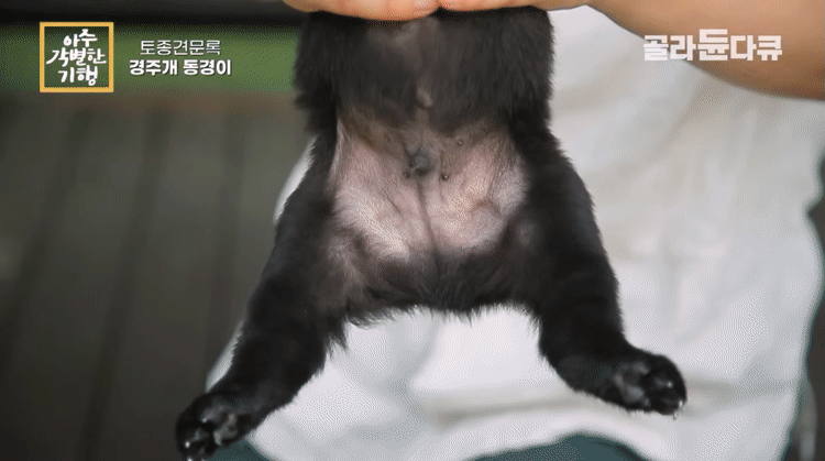 생후-한달-된-경주개-동경이.gif-2-이미지
