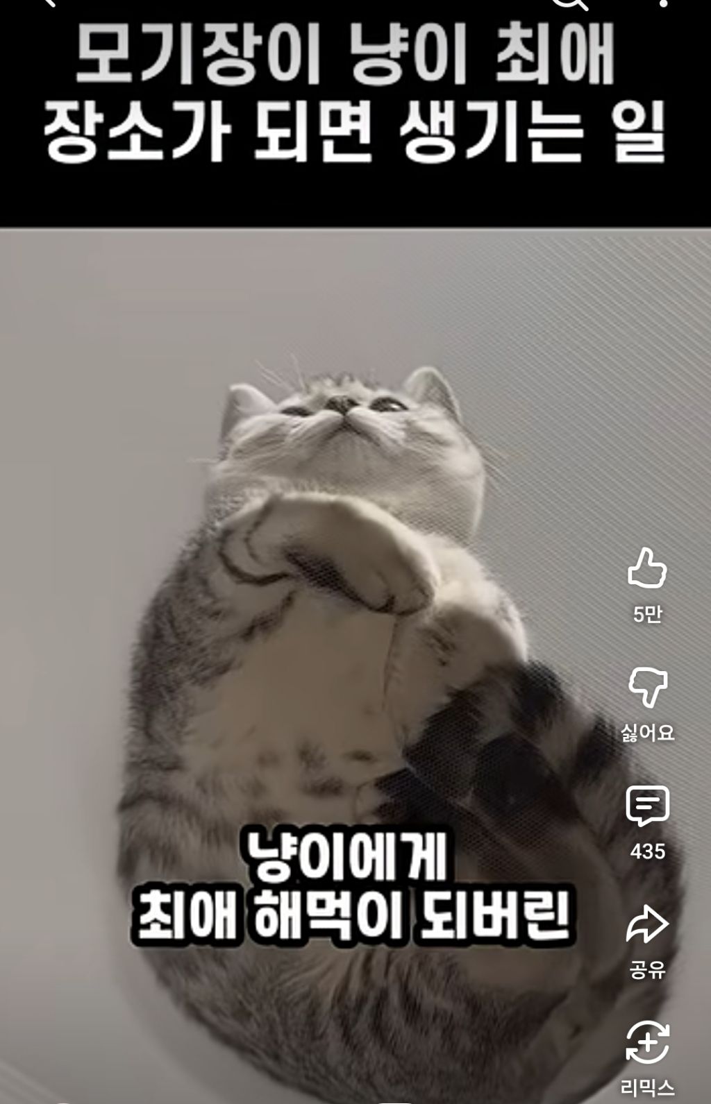 집사들이-모기장을-설치하면-되는?안되는?-이유-0-이미지
