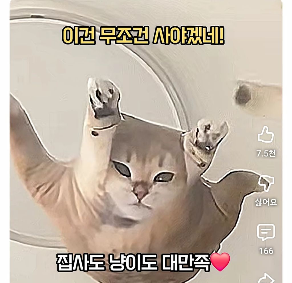 집사들이-모기장을-설치하면-되는?안되는?-이유-1-이미지