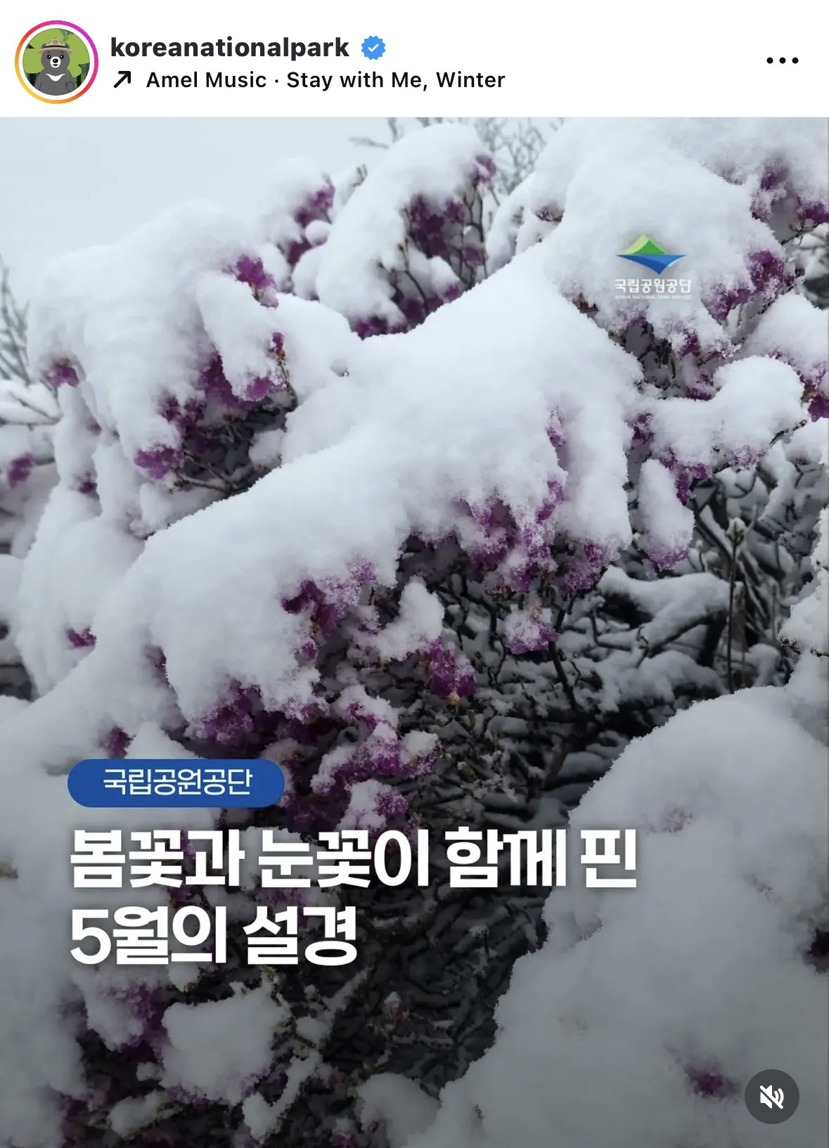 어제-봄꽃과-눈꽃이-함께-핀-5월의-설경---설악산-국립공원-0-이미지