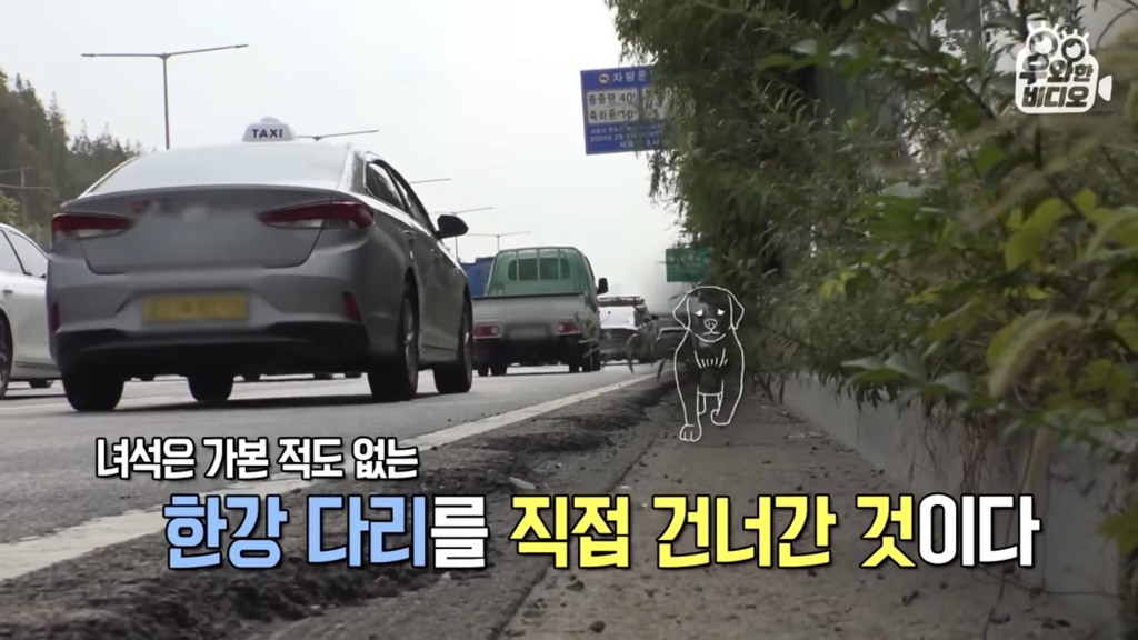 목숨을-걸고-한-달-만에-집으로-돌아온-강아지..jpg-62-이미지