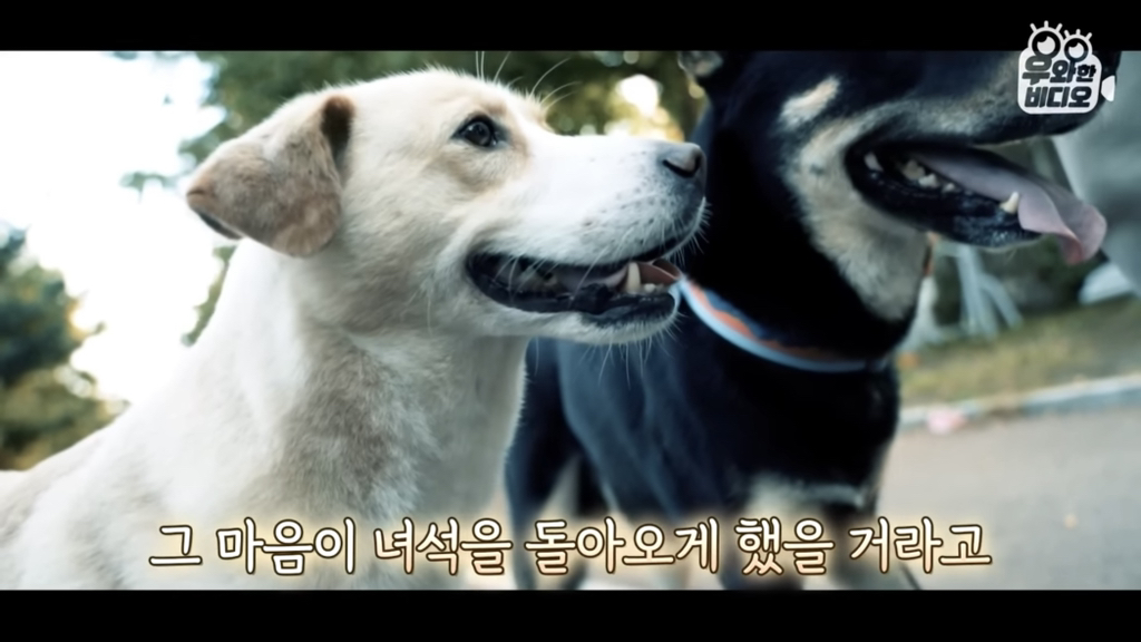 목숨을-걸고-한-달-만에-집으로-돌아온-강아지..jpg-92-이미지