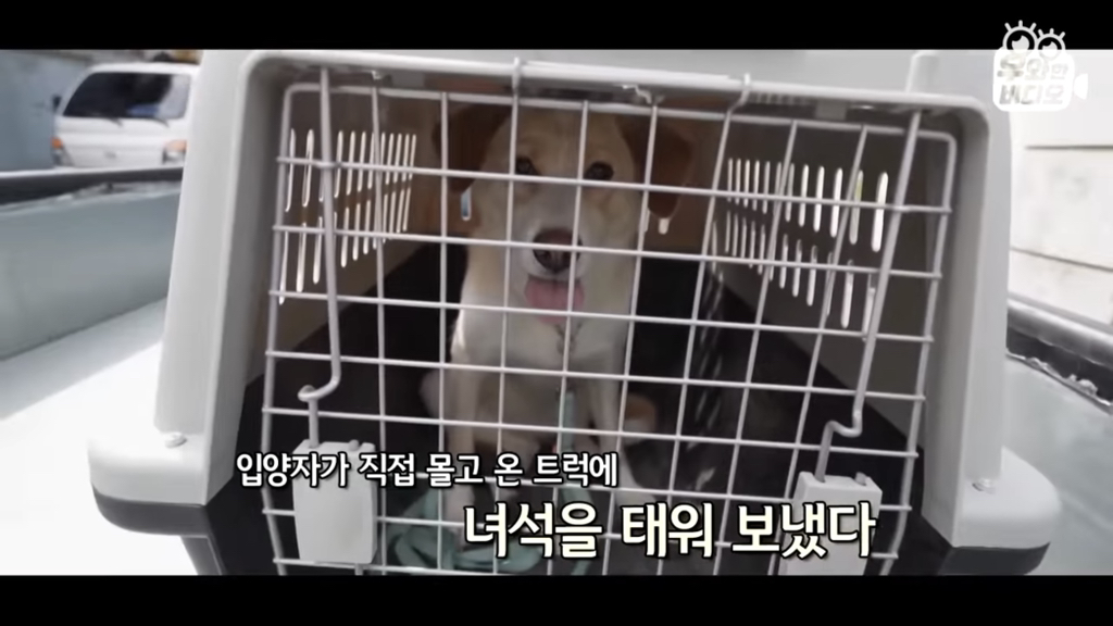 목숨을-걸고-한-달-만에-집으로-돌아온-강아지..jpg-29-이미지