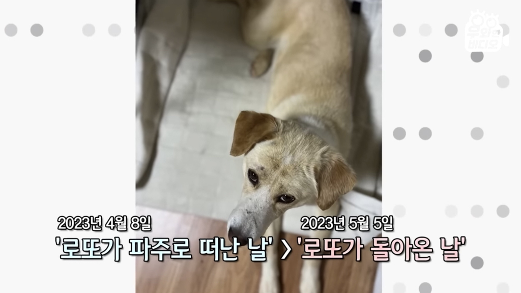 목숨을-걸고-한-달-만에-집으로-돌아온-강아지..jpg-51-이미지