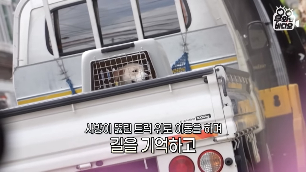 목숨을-걸고-한-달-만에-집으로-돌아온-강아지..jpg-80-이미지