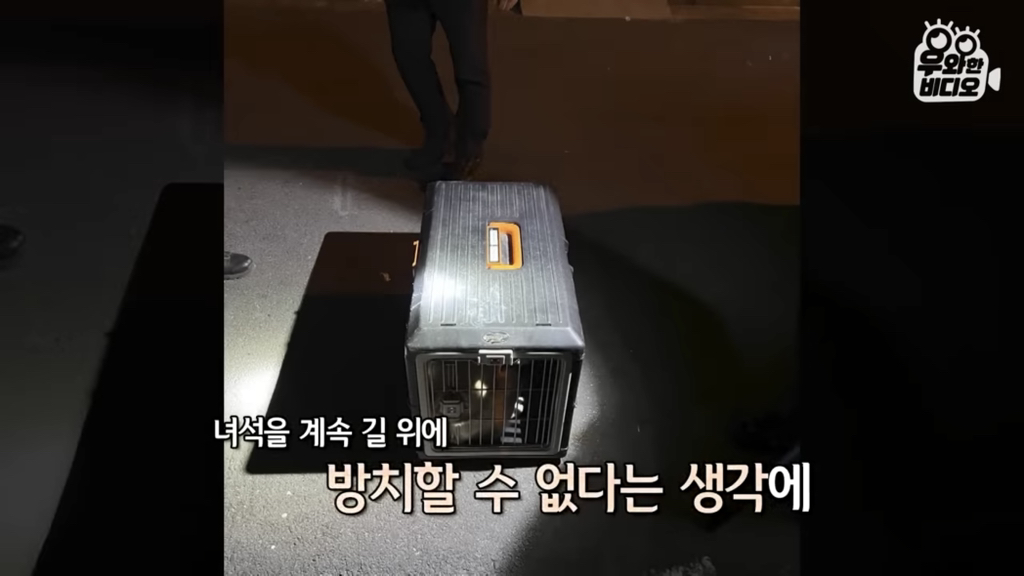 목숨을-걸고-한-달-만에-집으로-돌아온-강아지..jpg-20-이미지
