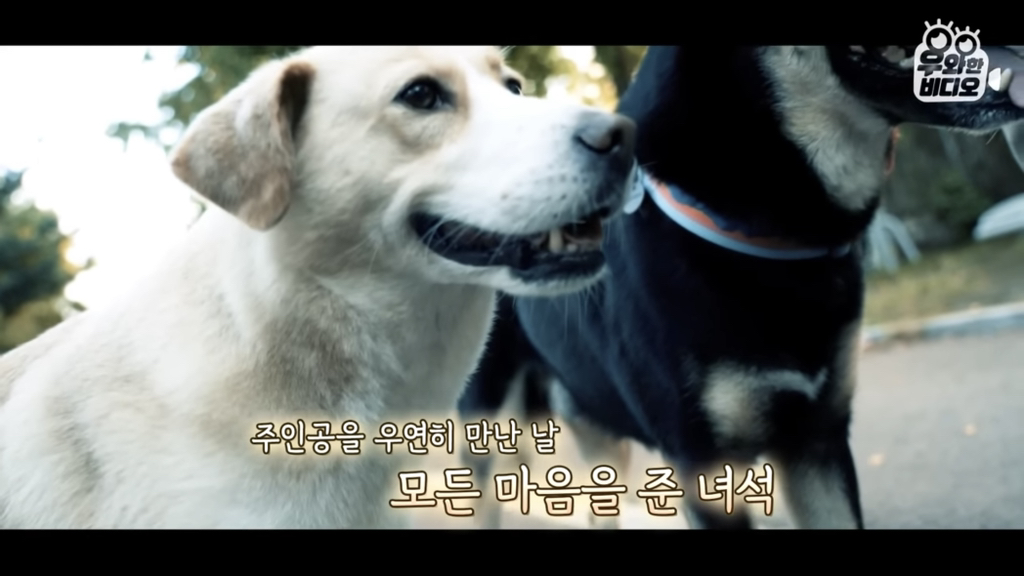 목숨을-걸고-한-달-만에-집으로-돌아온-강아지..jpg-91-이미지