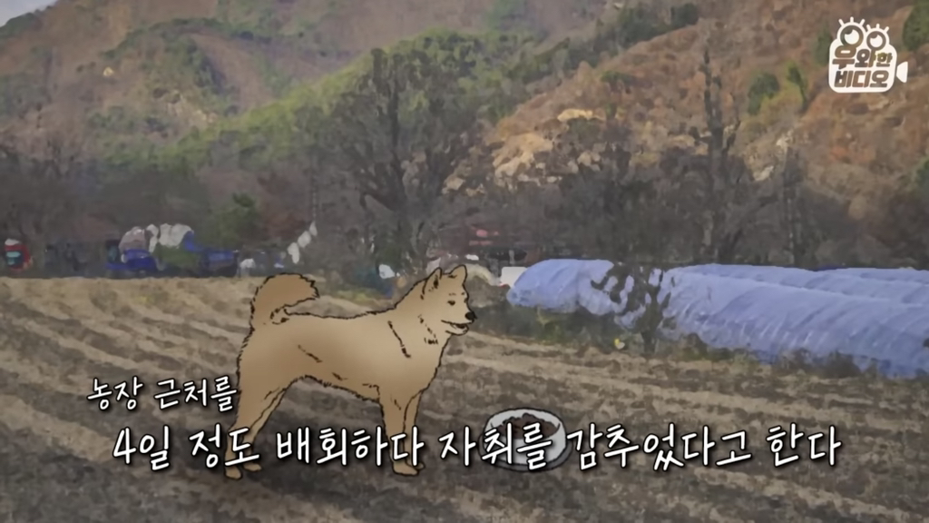 목숨을-걸고-한-달-만에-집으로-돌아온-강아지..jpg-36-이미지