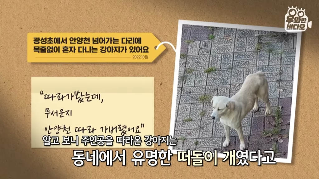 목숨을-걸고-한-달-만에-집으로-돌아온-강아지..jpg-8-이미지