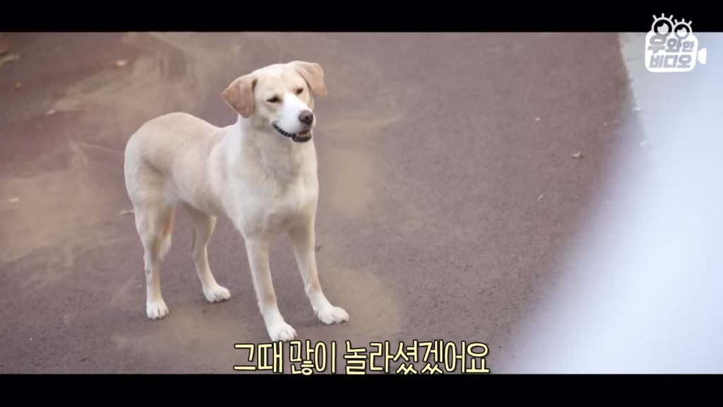 목숨을-걸고-한-달-만에-집으로-돌아온-강아지..jpg-6-이미지