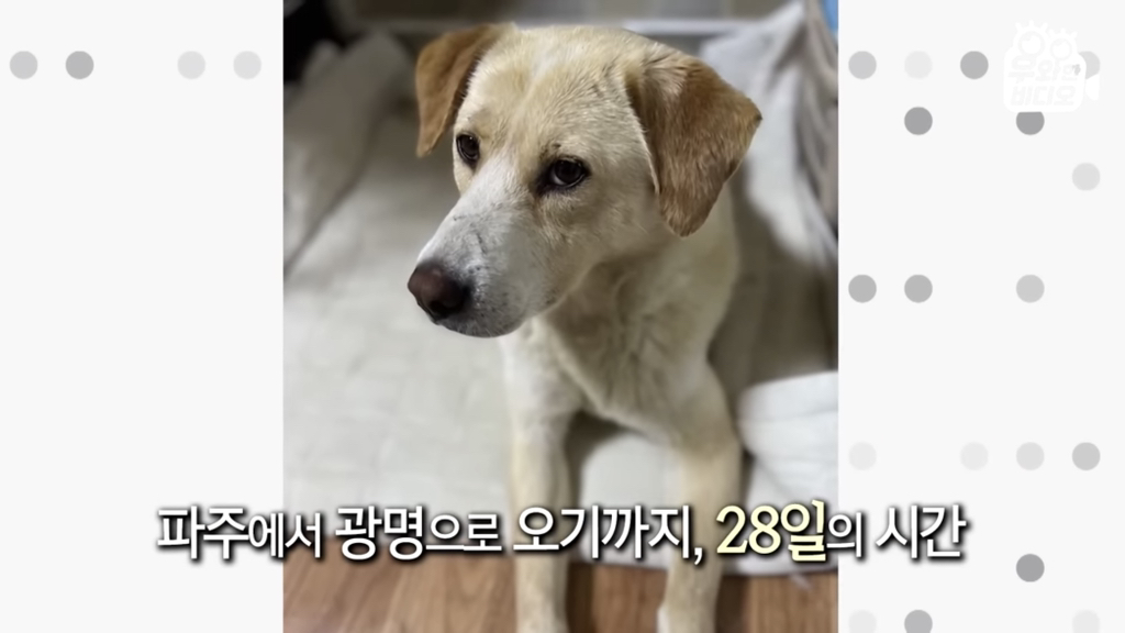 목숨을-걸고-한-달-만에-집으로-돌아온-강아지..jpg-52-이미지