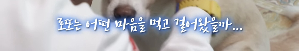 목숨을-걸고-한-달-만에-집으로-돌아온-강아지..jpg-94-이미지