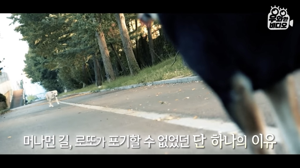 목숨을-걸고-한-달-만에-집으로-돌아온-강아지..jpg-88-이미지