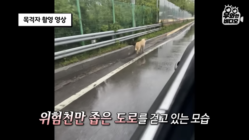 목숨을-걸고-한-달-만에-집으로-돌아온-강아지..jpg-59-이미지