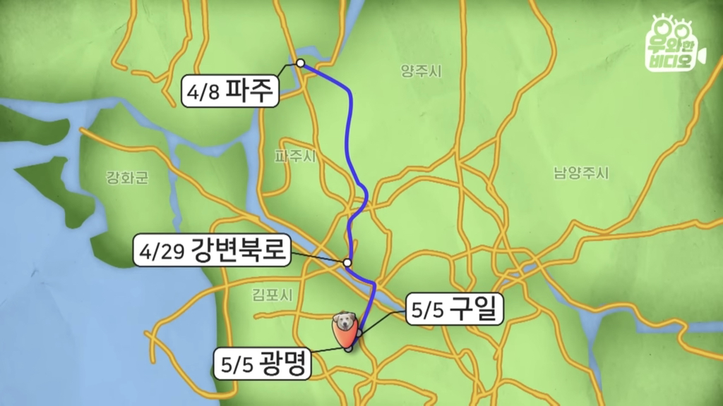 목숨을-걸고-한-달-만에-집으로-돌아온-강아지..jpg-69-이미지