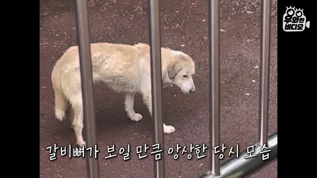 목숨을-걸고-한-달-만에-집으로-돌아온-강아지..jpg-66-이미지