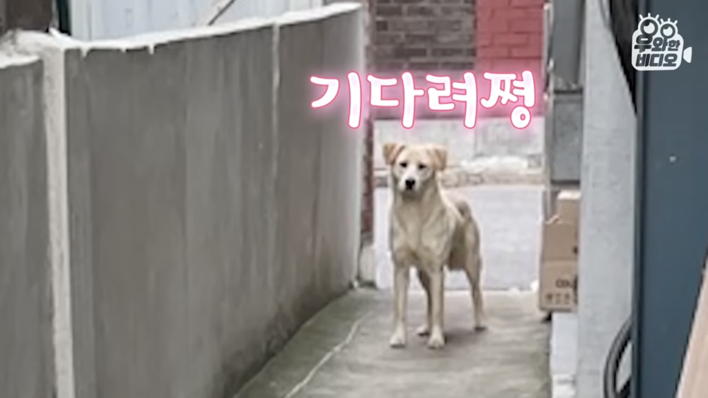 목숨을-걸고-한-달-만에-집으로-돌아온-강아지..jpg-11-이미지