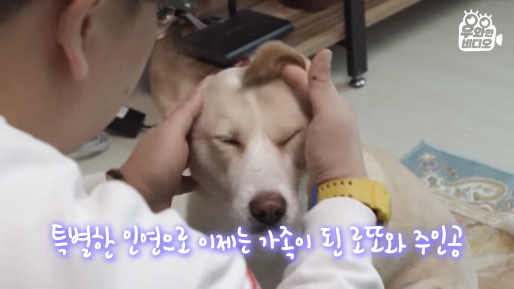 목숨을-걸고-한-달-만에-집으로-돌아온-강아지..jpg-93-이미지