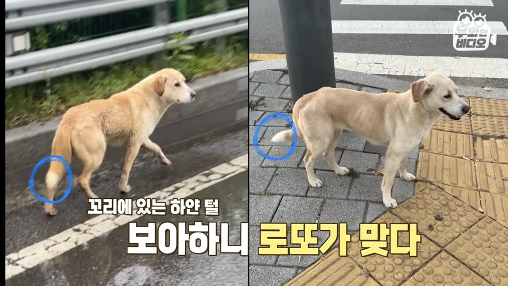 목숨을-걸고-한-달-만에-집으로-돌아온-강아지..jpg-60-이미지