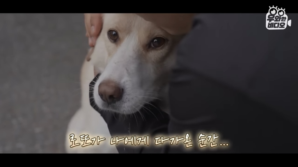 목숨을-걸고-한-달-만에-집으로-돌아온-강아지..jpg-48-이미지