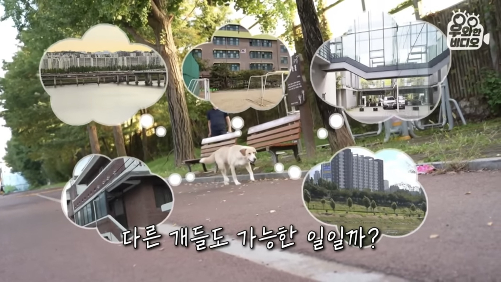 목숨을-걸고-한-달-만에-집으로-돌아온-강아지..jpg-83-이미지