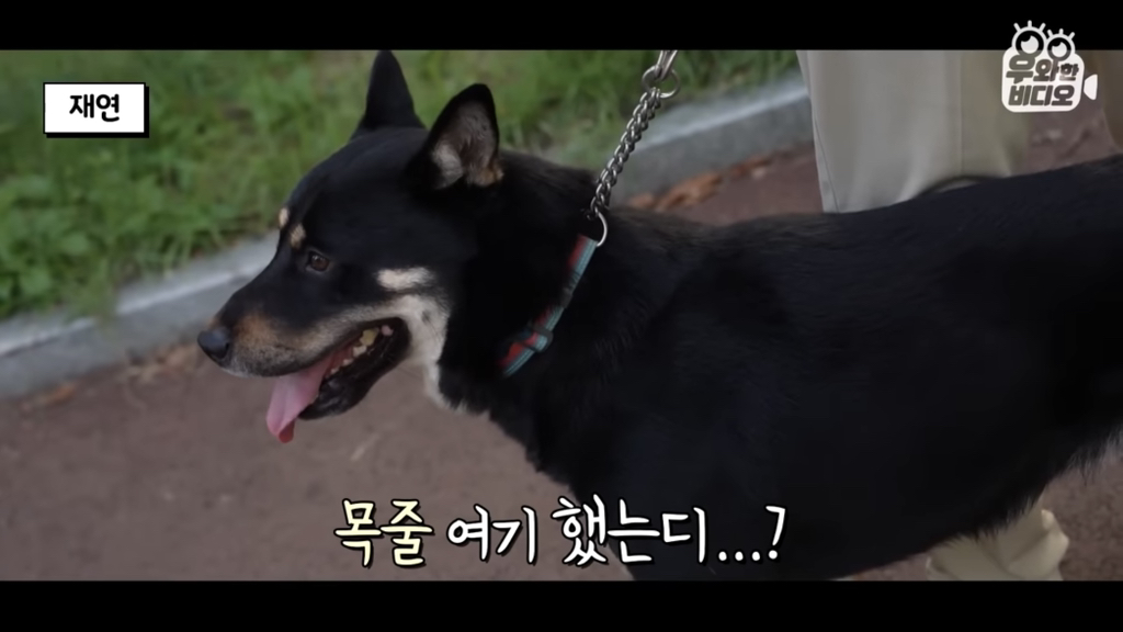 목숨을-걸고-한-달-만에-집으로-돌아온-강아지..jpg-3-이미지