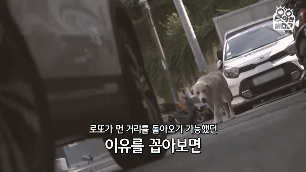 목숨을-걸고-한-달-만에-집으로-돌아온-강아지..jpg-78-이미지