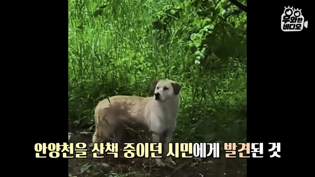 목숨을-걸고-한-달-만에-집으로-돌아온-강아지..jpg-64-이미지