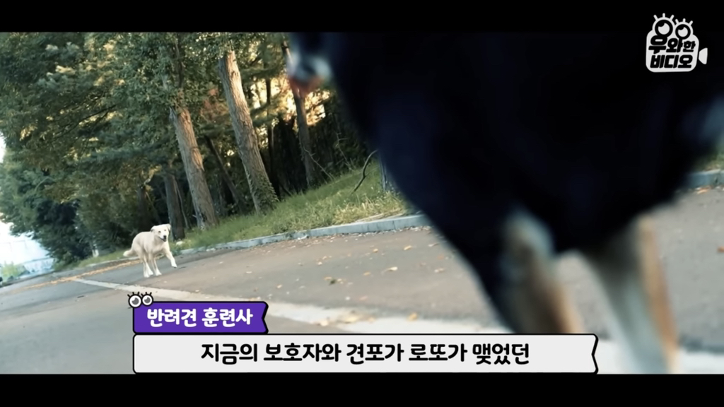 목숨을-걸고-한-달-만에-집으로-돌아온-강아지..jpg-89-이미지