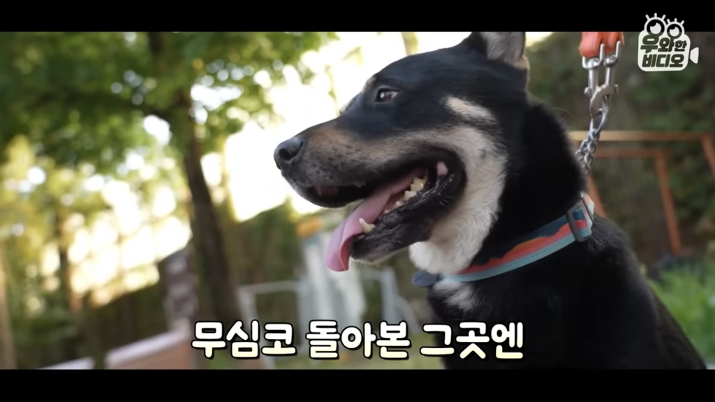 목숨을-걸고-한-달-만에-집으로-돌아온-강아지..jpg-4-이미지