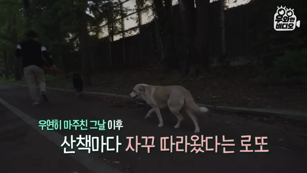 목숨을-걸고-한-달-만에-집으로-돌아온-강아지..jpg-9-이미지