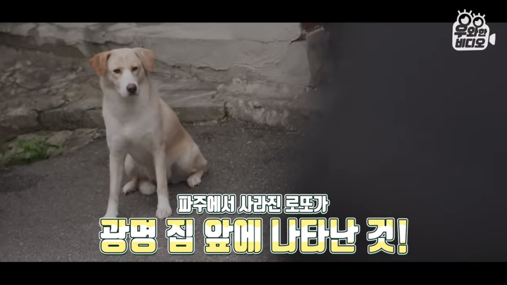 목숨을-걸고-한-달-만에-집으로-돌아온-강아지..jpg-46-이미지